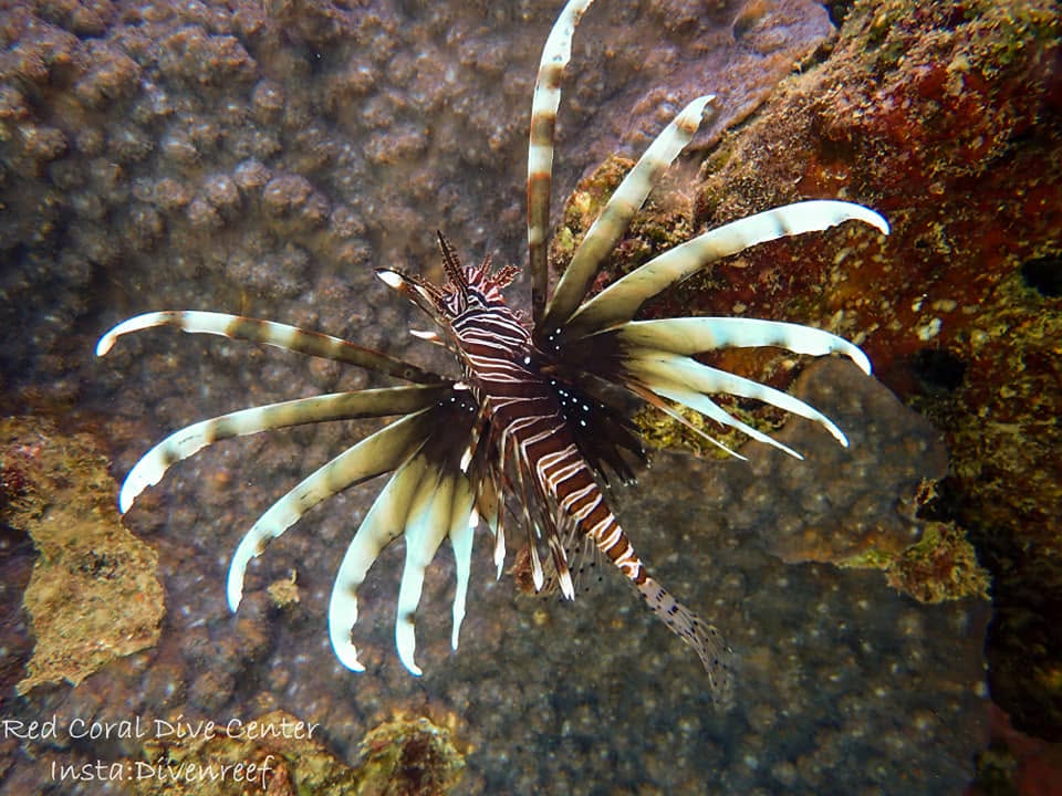 Aqaba diving gallery