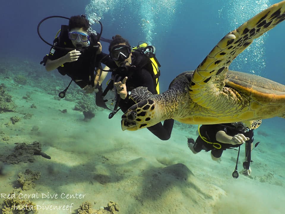 Red Coral scuba diving Aqaba