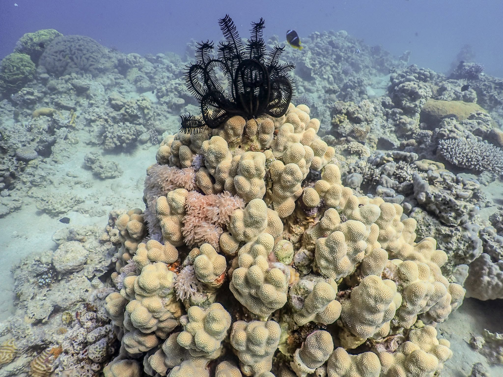 Japanese Garden dive site Aqaba coral reef