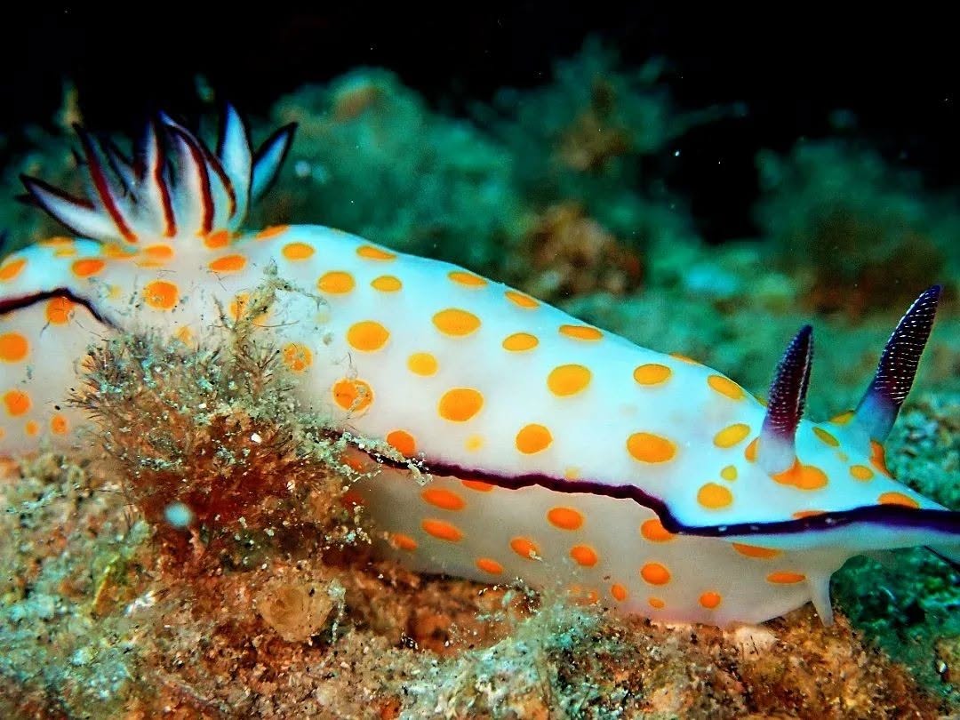 Underwater diving Aqaba